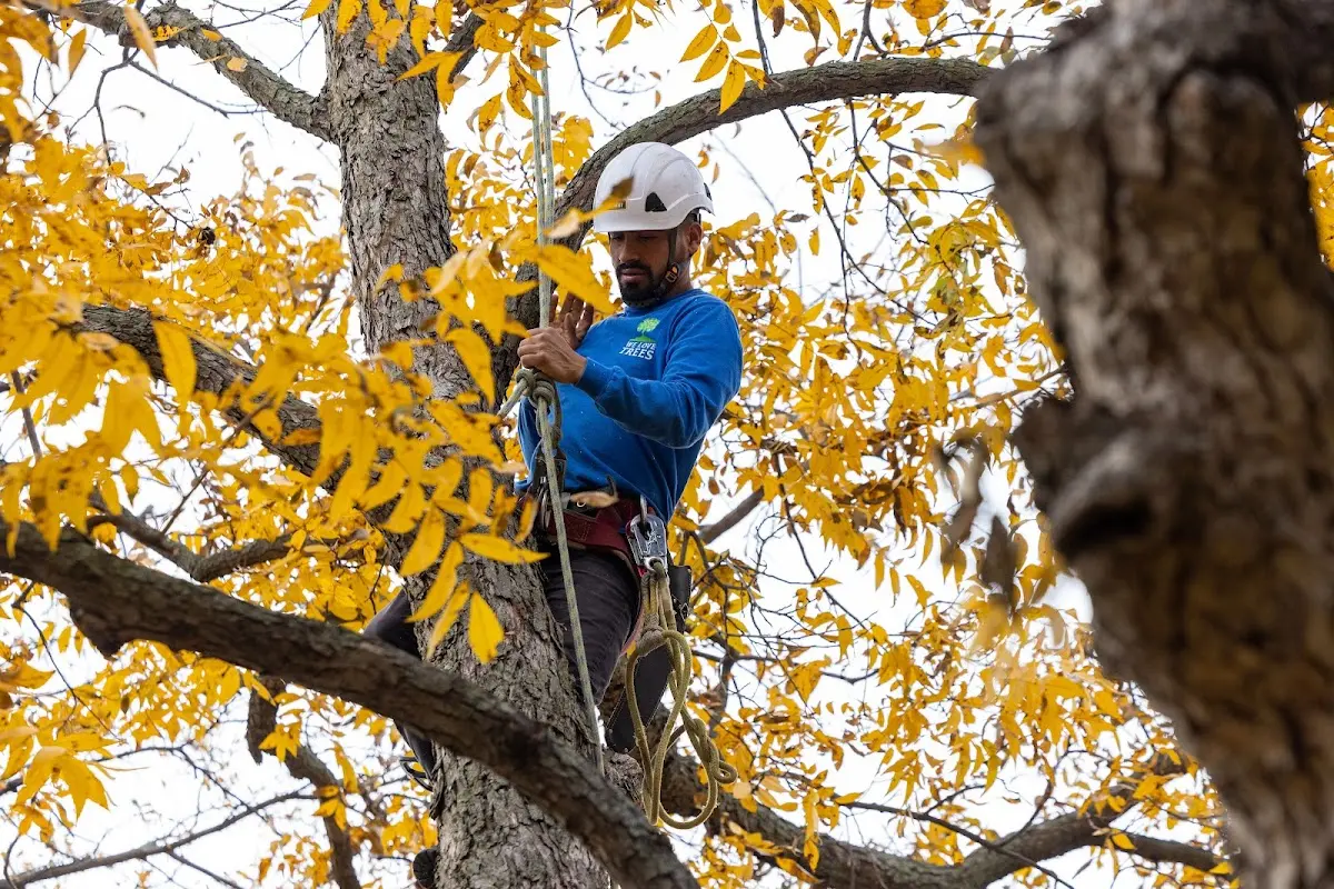Skilled Tree Planing crew working in New Hope