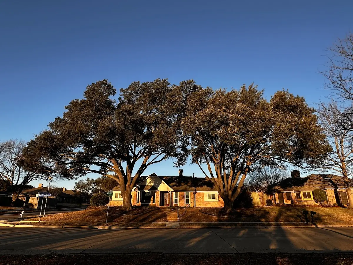 Established residential canopy tree shading a home in New Hope